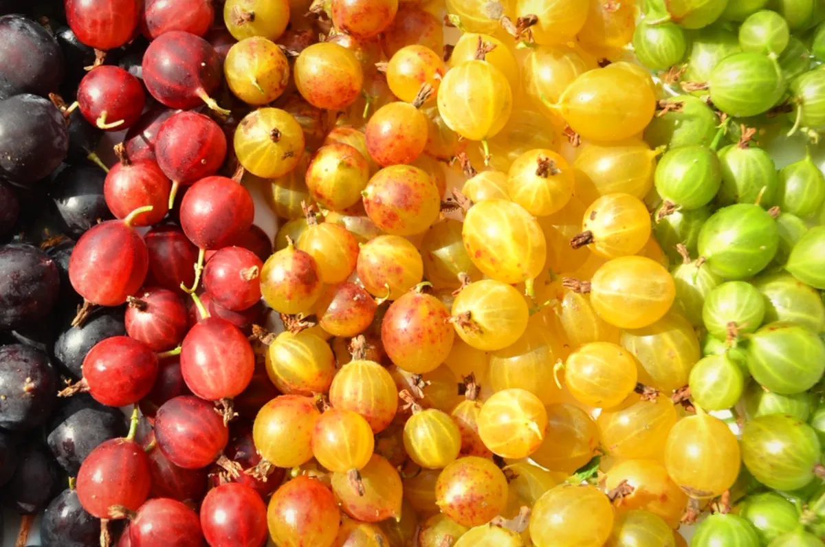Beneficiile agriselor pentru sanatatea ta generala